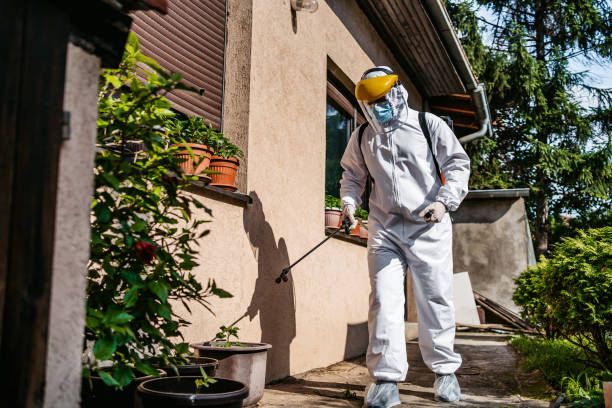 Best Flea Control Services  in Wagon Wheel, AZ