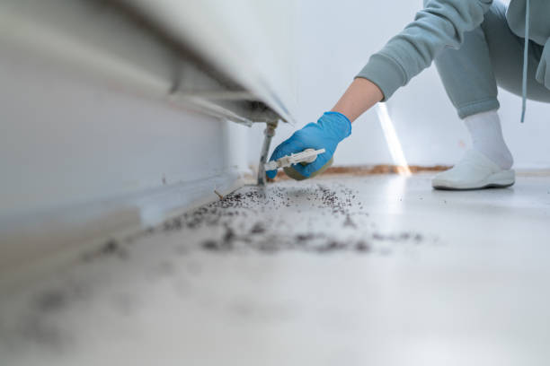 Trusted Wagon Wheel, AZ Pest Control Experts
